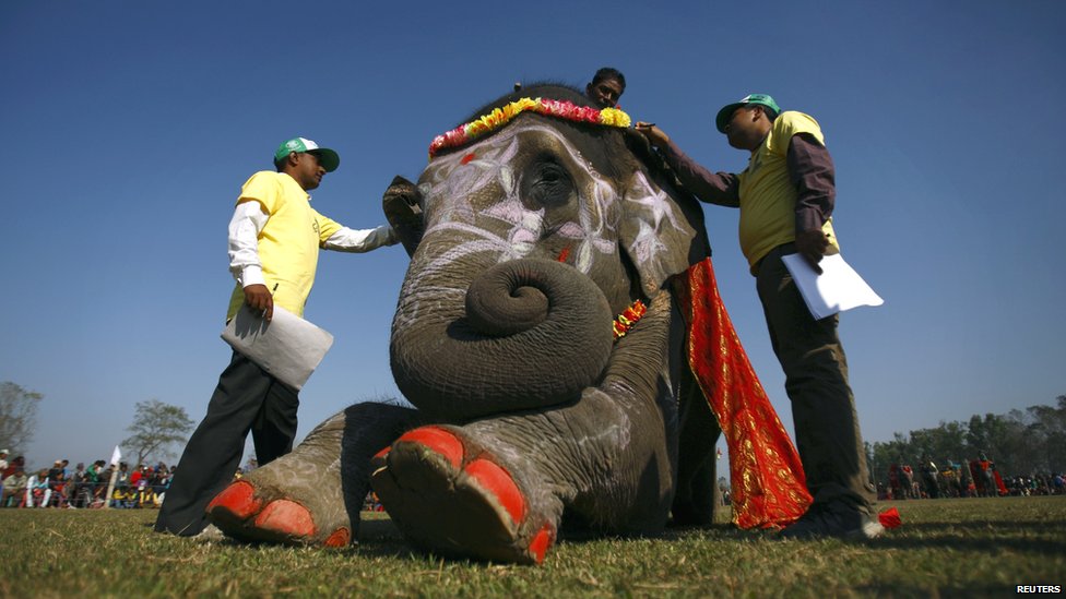 नेपाल के चिटवान जिले में इन दिनों हाथी महोत्सव चल रहा है. यहां हाथियों की सौंदर्य प्रतियोगिता भी होती है जिसमें उन्हें खूब सजा धजा कर पेश किया जाता है. हाथियों की रेस और फुटबॉल मैच इस आयोजन के अन्य आकर्षण हैं.