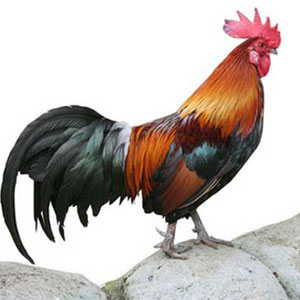 cock