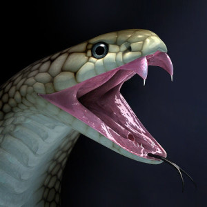 King Cobra snake pictures