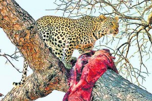 बिस्तर समेत उठा ले गया बच्ची को पैंथर