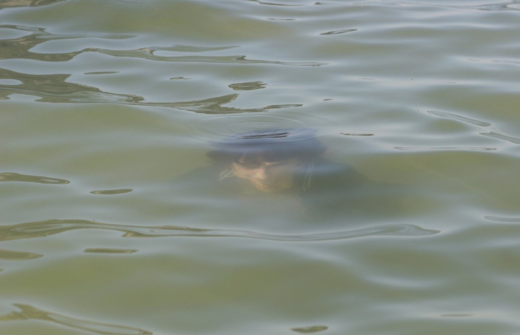 dead-in- lake