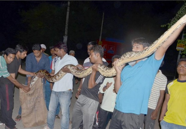 उदयपुर में निकला 10 फीट से बड़ा अजगर।