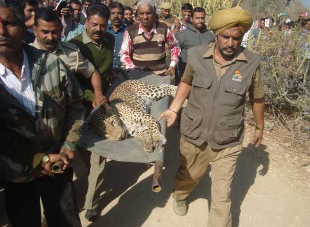 देसी फंदे में फंसा पेंथर