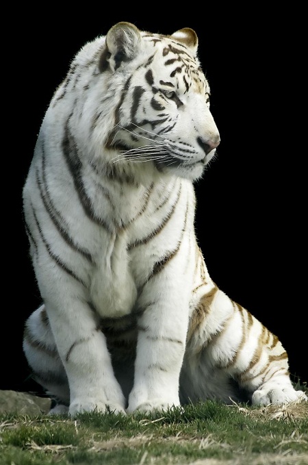 white_tiger-gunma_safari_park