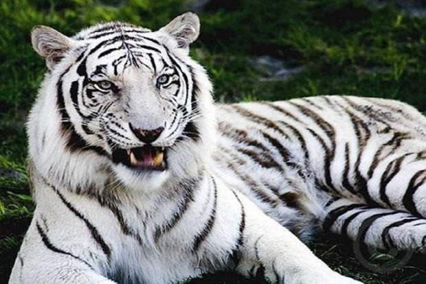 l_l_White_tiger_high_contrast-1472798422-1473152065