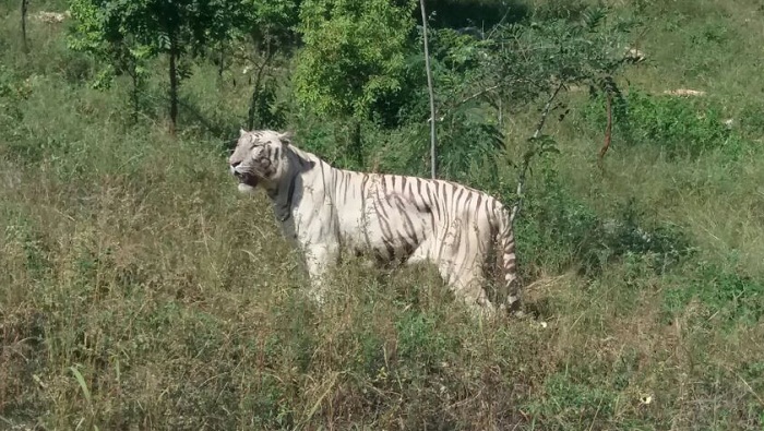 white-tiger