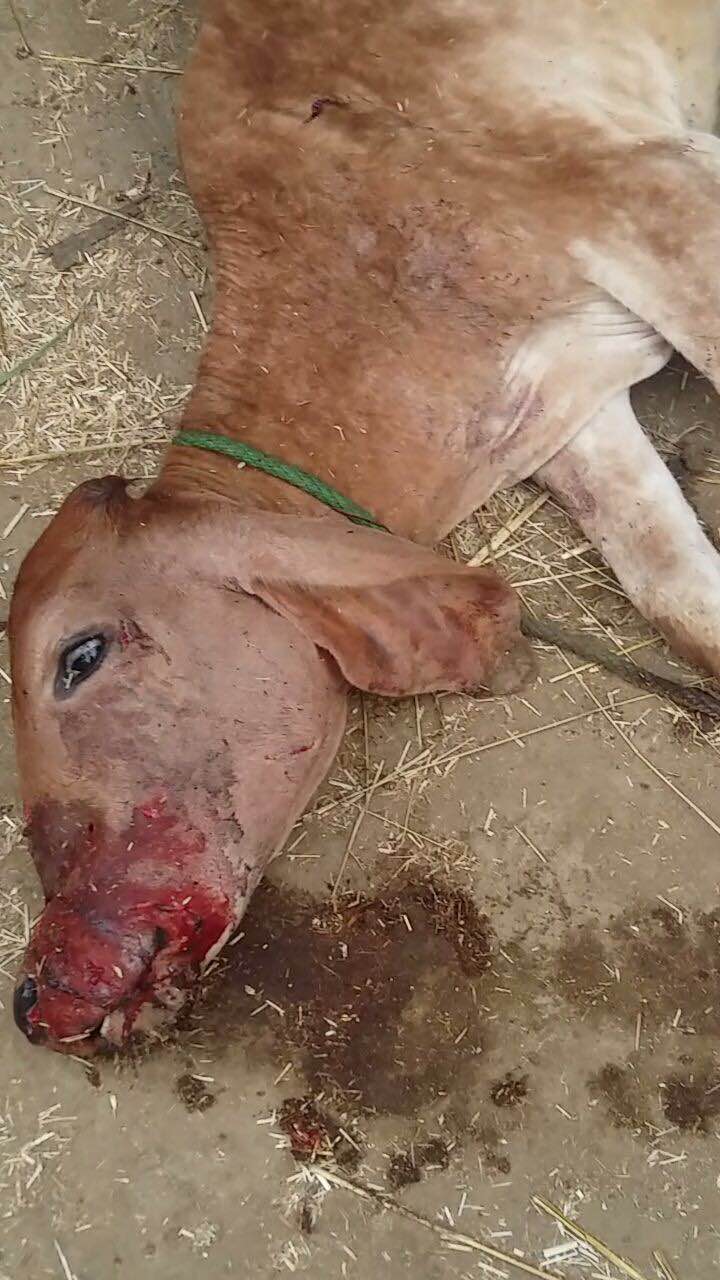 कोलोनी में जंगली जानवरों की दहशत