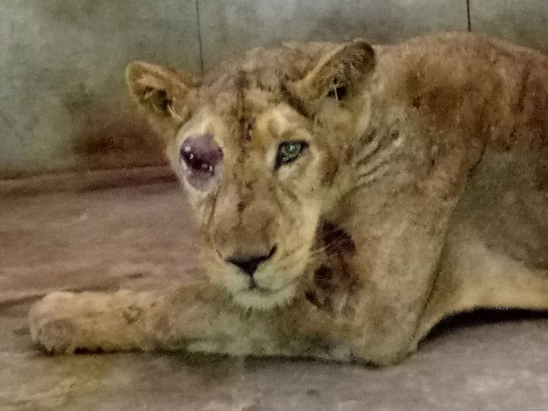 बयोलिजिकल पार्क की शेरनी ‘‘महक’’ की हालत में लगातार सुधार